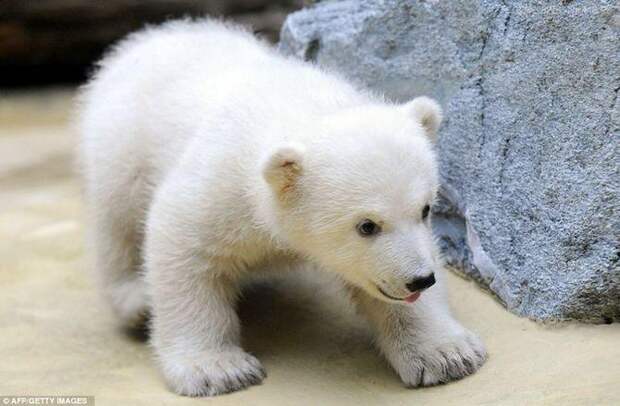 Медвежонок белого медведя, Интересные факты о Белых Медведях
