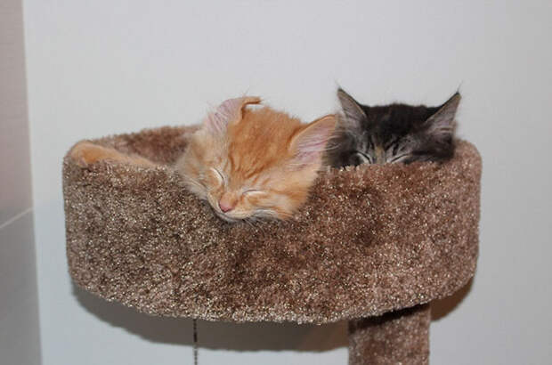 Inseparable Cats Insist On Sleeping Together Even After Outgrowing Their Bed