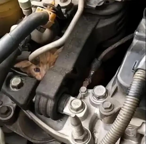 Водитель спас котенка, который 30 км проехал под капотом машины