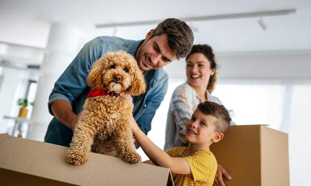 Деменция у собак встречается чаще, чем вы думаете — 5 симптомов, на которые важно обратить внимание