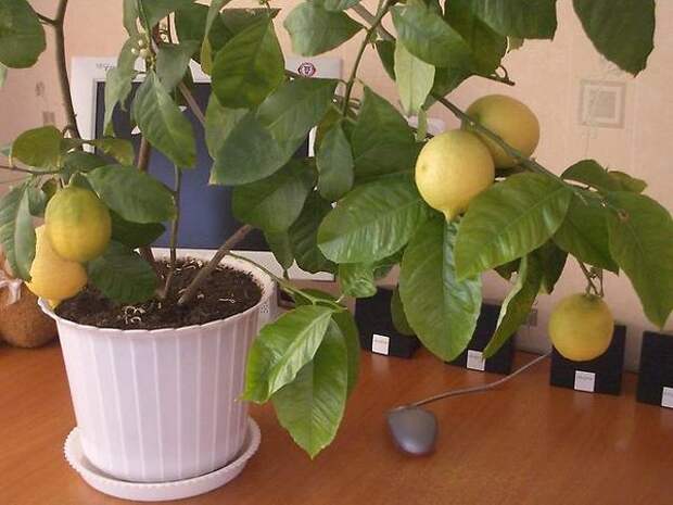 Павловский лимон характеризуется средней степенью урожайности