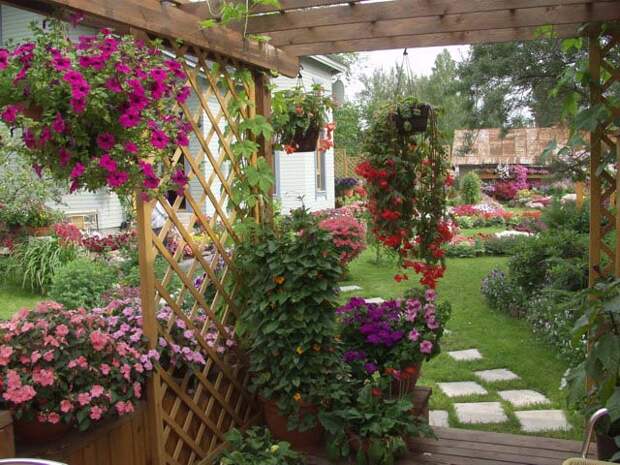 Petunia. Каскадная петуния