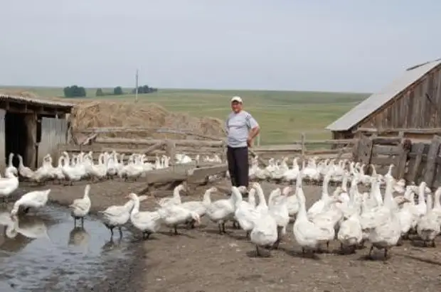 Каких птиц выгодно выращивать