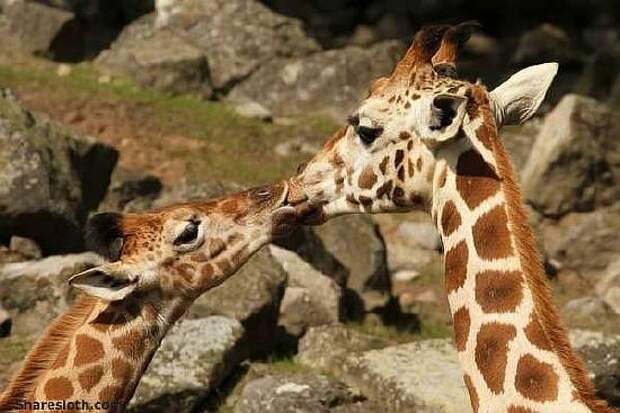 giraffes-kissing