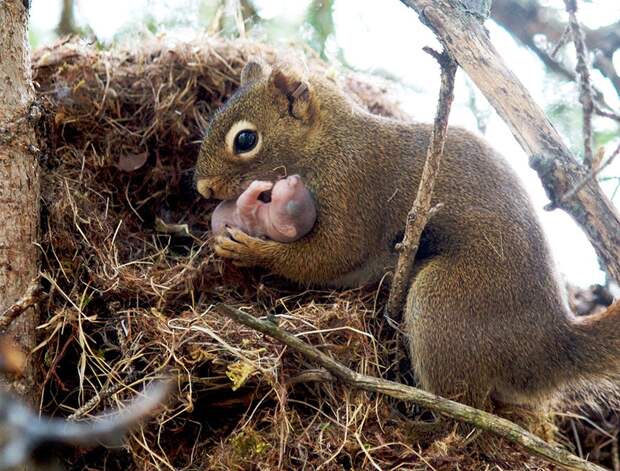 animalparents07 Эти животные научат быть хорошими родителями