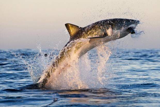 Невероятный момент: большая белая акула выпрыгивает из воды, чтобы поймать тюленя