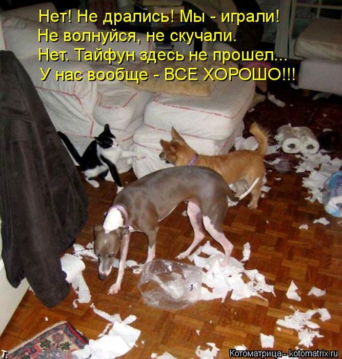 Лучшие котоматрицы недели (50 фото)