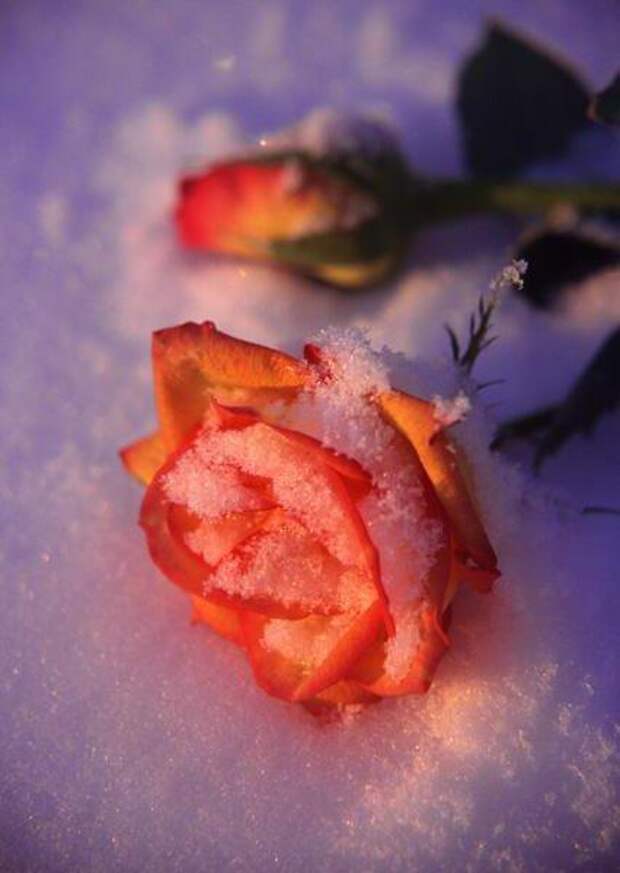 Цветы под снегом