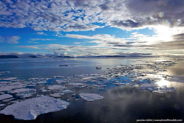 Картинки по запросу большой арктический заповедник фото