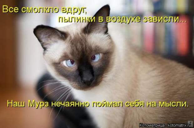Котоматрицы (картинки с надписями)