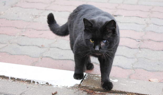 В Мечетлинском районе Башкирии ввели карантин по бешенству из-за укуса кошки
