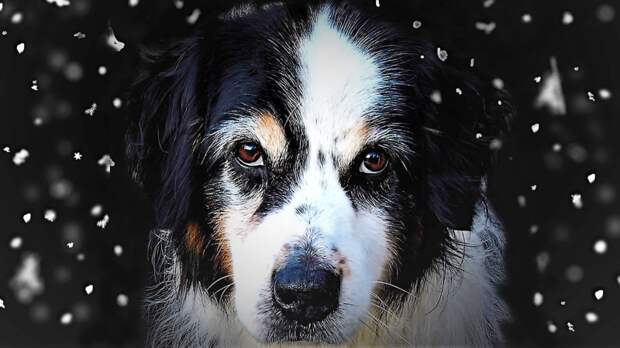 Кастрированные и стерилизованные собаки раньше стареют, быстрее набирают вес и глупеют с возрастом. Фото Monika Schröder/Pixabay Кастрированные и стерилизованные собаки раньше стареют, быстрее набирают вес и глупеют с возрастом. Фото Monika Schröder/Pixabay