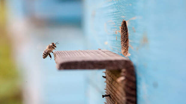 Глава общества пасечников опроверг сообщения о массовой гибели пчел