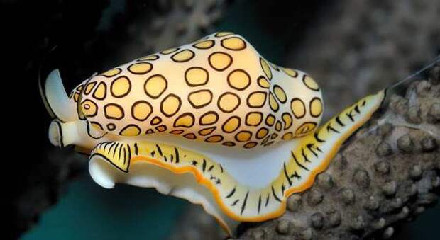 Морские существа, похожие на инопланетные формы жизни Морские существа, похожие на инопланетные формы жизни инопланетяне, море, рыбы, существа