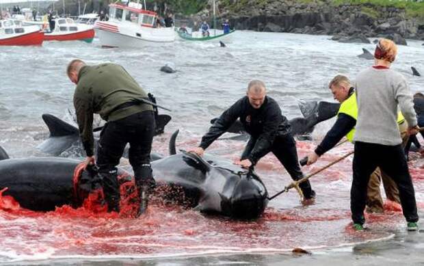 Бойня в Дании дельфинов. «Цивилизованные» европейцы за несколько часов вырезали 1428 дельфинов 13