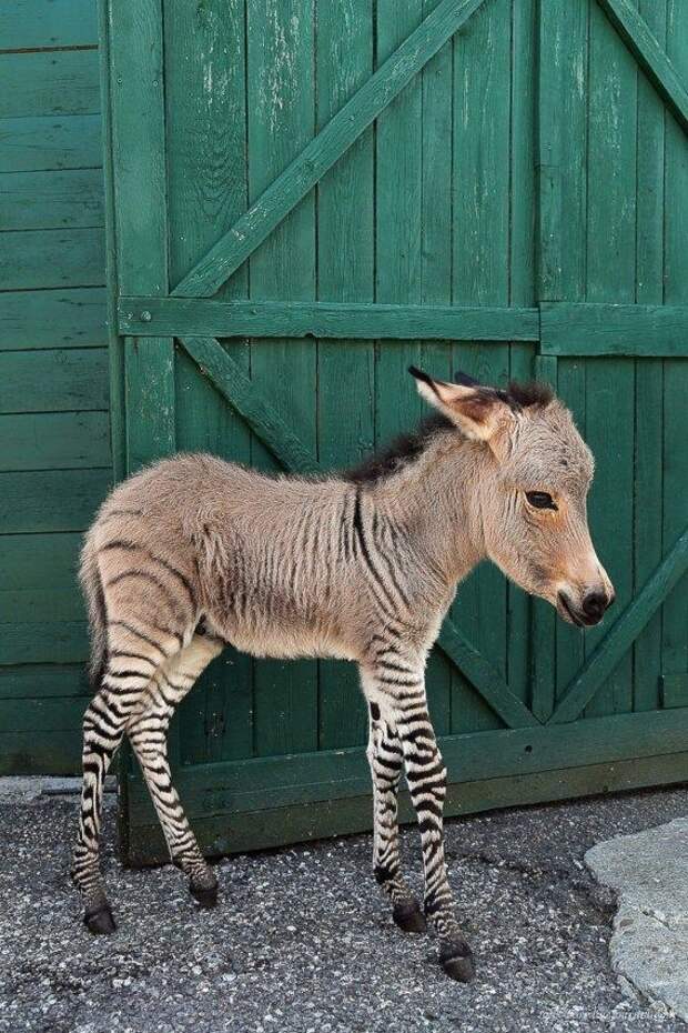 животные, удивительное