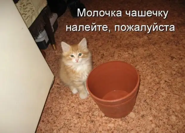 Весёлая Котоматрица