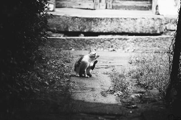 Кошачий мир Monika Małek