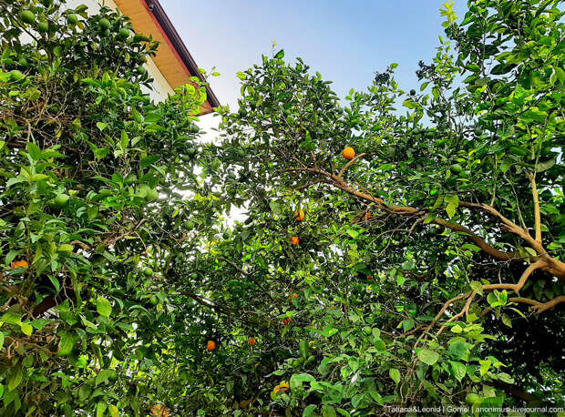 Апельсиновые рощи в Турции