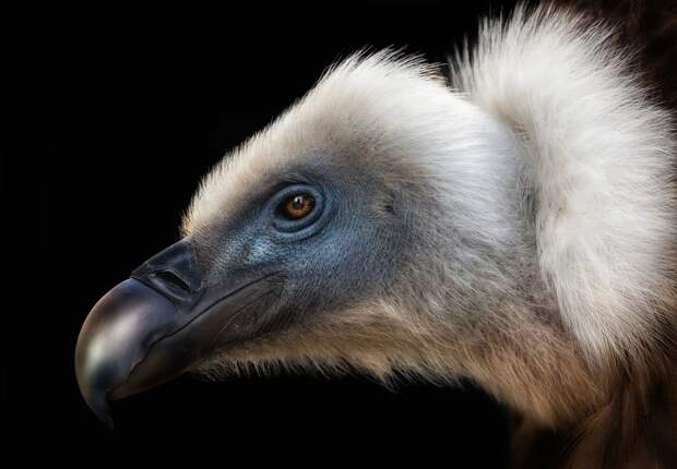 Лучшие фотографии птиц с конкурса Bird Photographer of the Year 2018 12