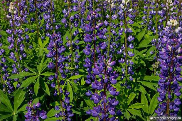 Цветущие поля лета