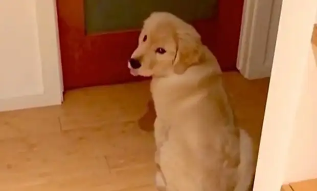 Мужчина взял домой собаку и заметил, что она ночью не спит, а идет к двери и смотрит на людей до утра