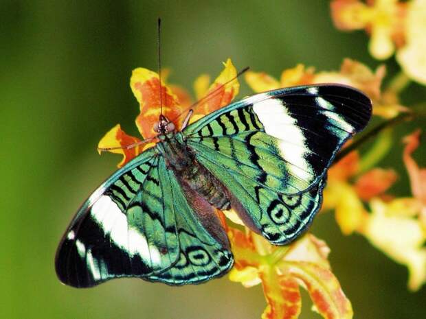 Green-butterfly (700x525, 300Kb)