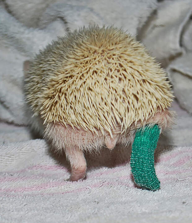 animals-in-tiny-casts-6-580093987b2b2__605