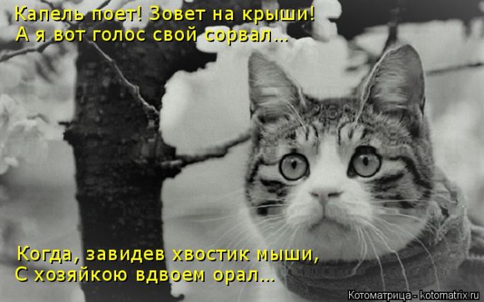 Лучшие котоматрицы недели (50 фото)
