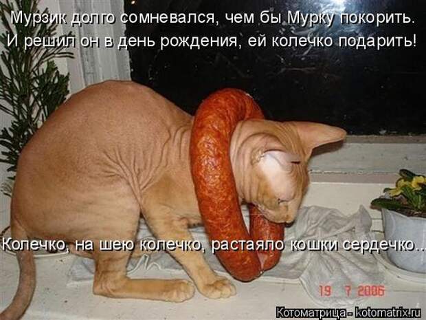 Лучшие котоматрицы недели (50 фото)