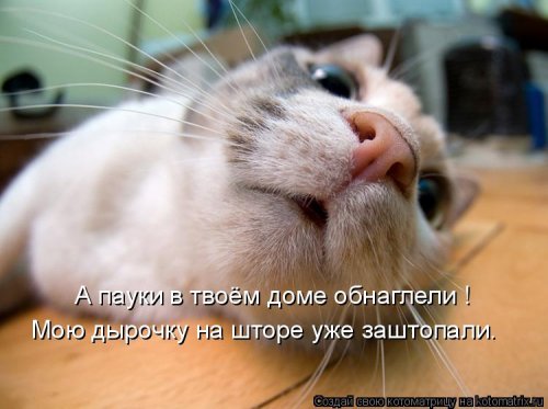 Свежая котоматрица на Бугаге (37 фото)