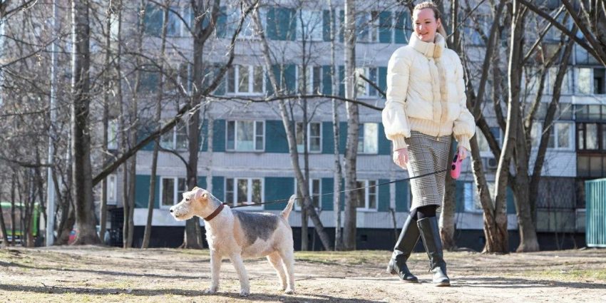 Волонтеры Москвы ежедневно выгуливают 120 собак московских пенсионеров/ Фото mos.ru
