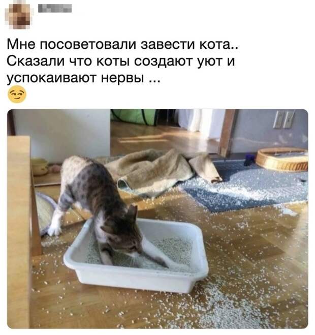 Про кошек Про кошек
