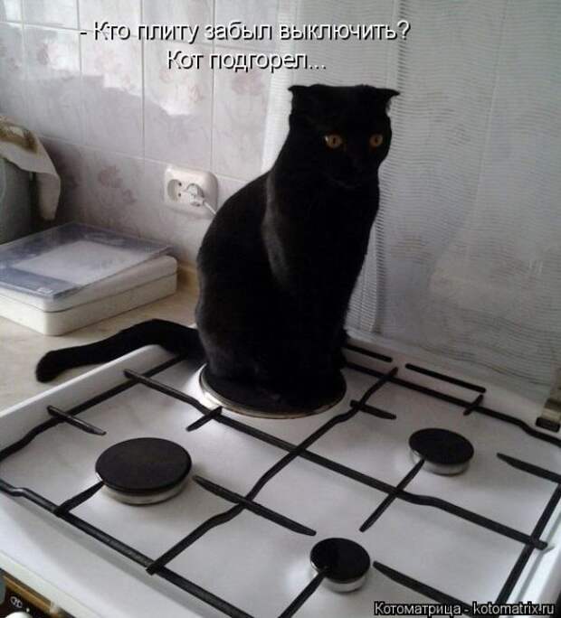 Лучшие котоматрицы недели (50 фото)