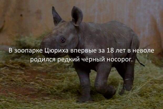 Интересные факты в картинках