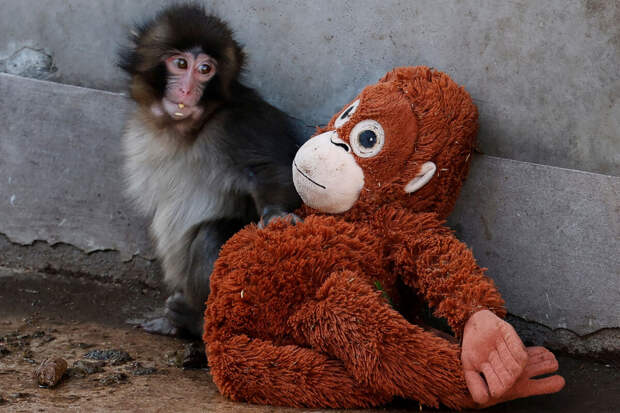 Московский зоопарк передал макаку Панчу игрушку от морского зайца Макса и письмо