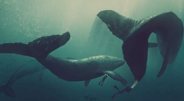 Касатки и киты  (29)