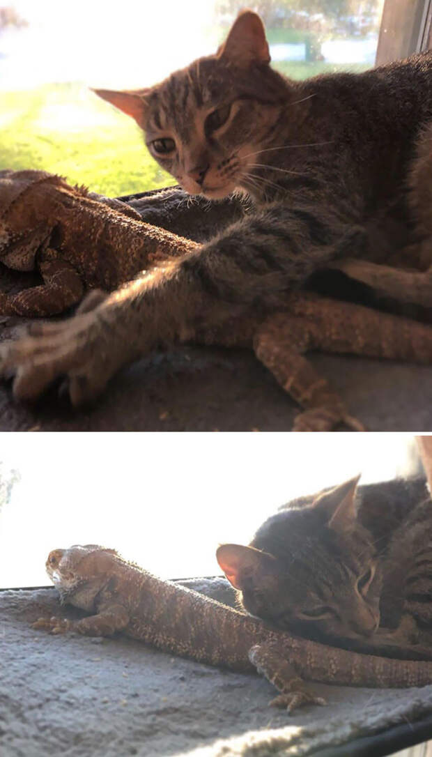 Котики и ящерицы, которые смогли стать друзьями