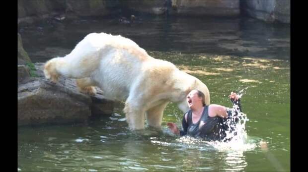 14. Женщина решила поиграть с белым медведем забор, заграждение, зоопарк, идиоты, несчастные случаи