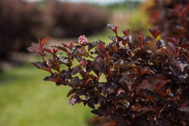 Пузыреплодник калинолистный «Фаерсайд» (Physocarpus opulifolius 'Fireside')