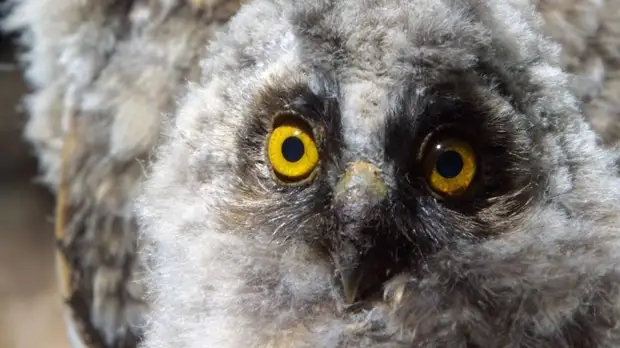 Орнитологи попросили жителей Москвы не трогать совят-пуховичков