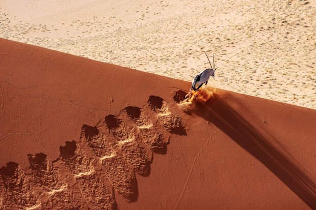 Пустыня Намиб и антилопа