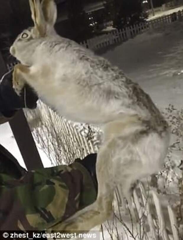 Shocking videos show both a hare and a dog frozen to death amid bitter conditions sweeping across the vast Central Asian nation