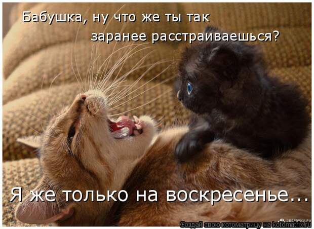 Котоматрица: Бабушка, ну что же ты так заранее расстраиваешься? Я же только на воскресенье...