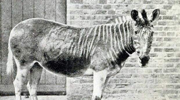 Квагги Этот вымерший вид равнинной зебры, Квагги, когда-то жил в Южной Африке. Последнего представителя вида не осталось в природе в 1870 году, а живший в неволе умер в 1883 году в зоопарке Амстердама. Теперь стартовал проект по возвращению этих зебр с уникальной раскраской. 