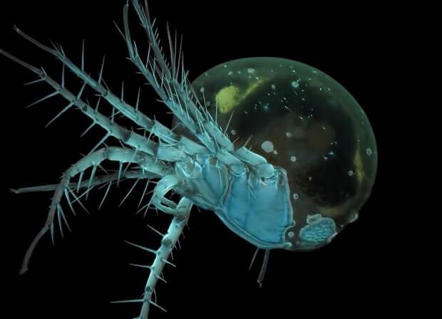 Победители конкурса микрофотогарфии Small World Photomicrography 2016