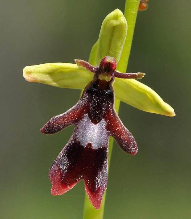 Орхидея офрис насекомоносная (Ophrys insectifera)