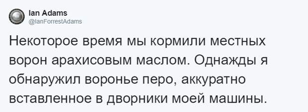 Мужчина четыре года кормил воронью семью, и те принесли ему таинственный дар. Теперь он их… идол?