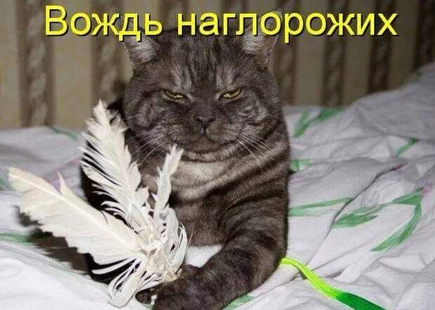 картинки прикольные смешные с надписями 2