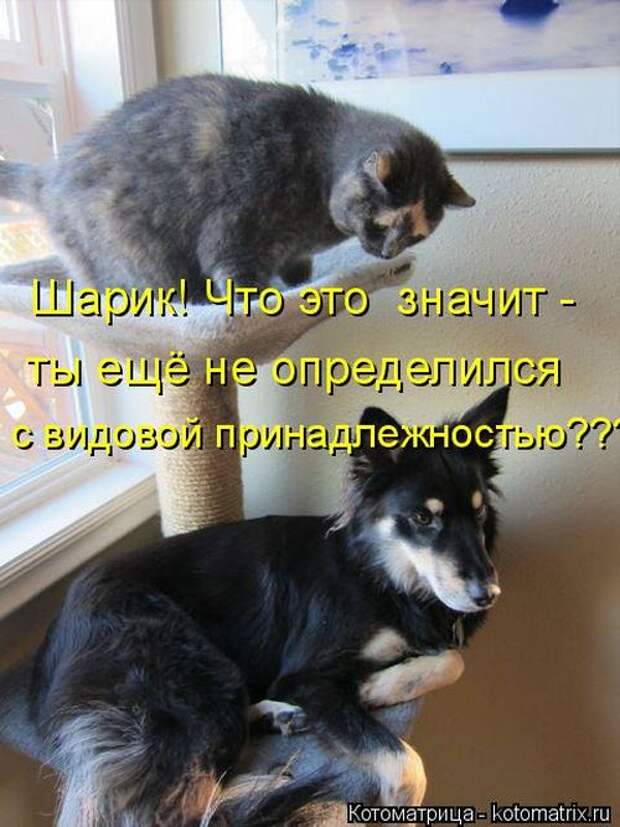 Лучшие котоматрицы недели (50 фото)